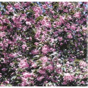 妻与妈妈的巨乳
